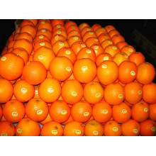 Proveedor de China Fresh Mandarin Orange